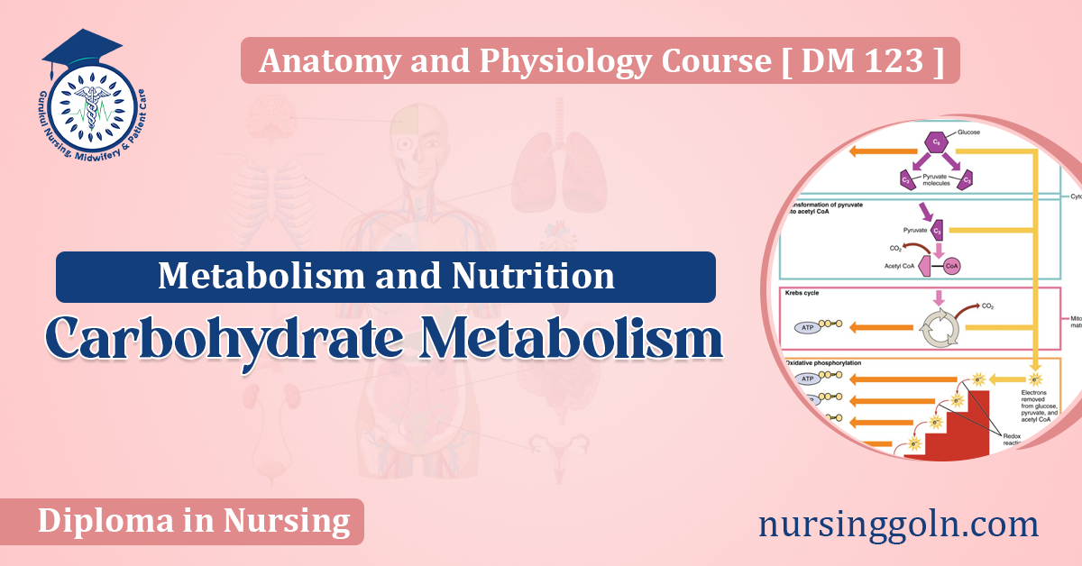 Carbohydrate Metabolism