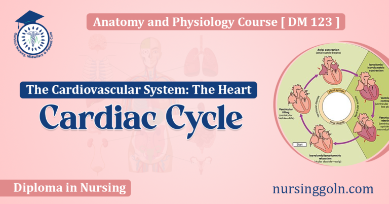 Cardiac Cycle