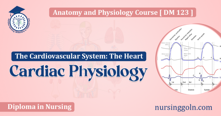 Cardiac Physiology