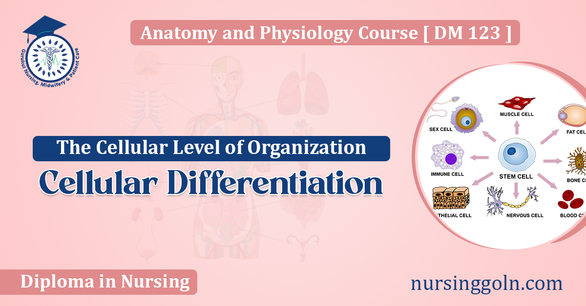Cellular Differentiation: The Cellular Level of Organization