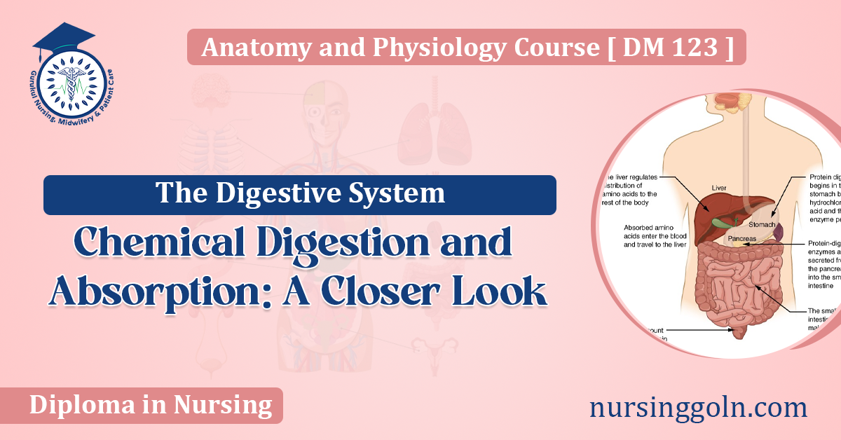 Chemical Digestion and Absorption