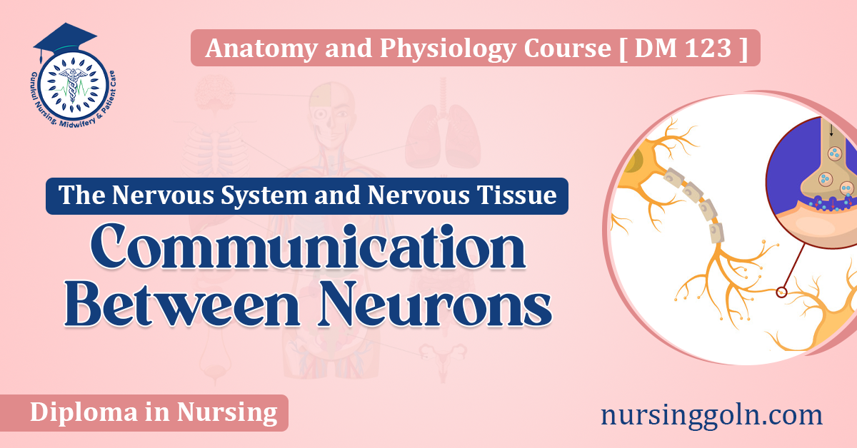 Communication Between Neurons