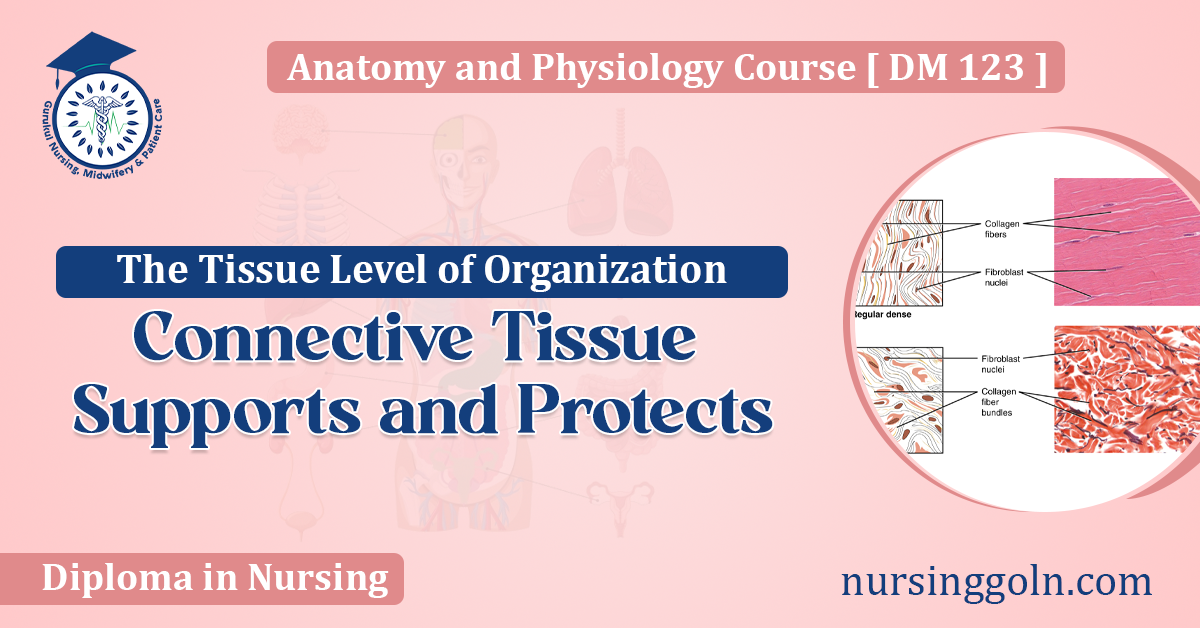 Connective Tissue Supports and Protects: The Tissue Level of Organization