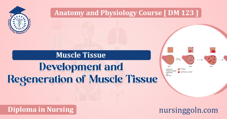 Development and Regeneration of Muscle Tissue