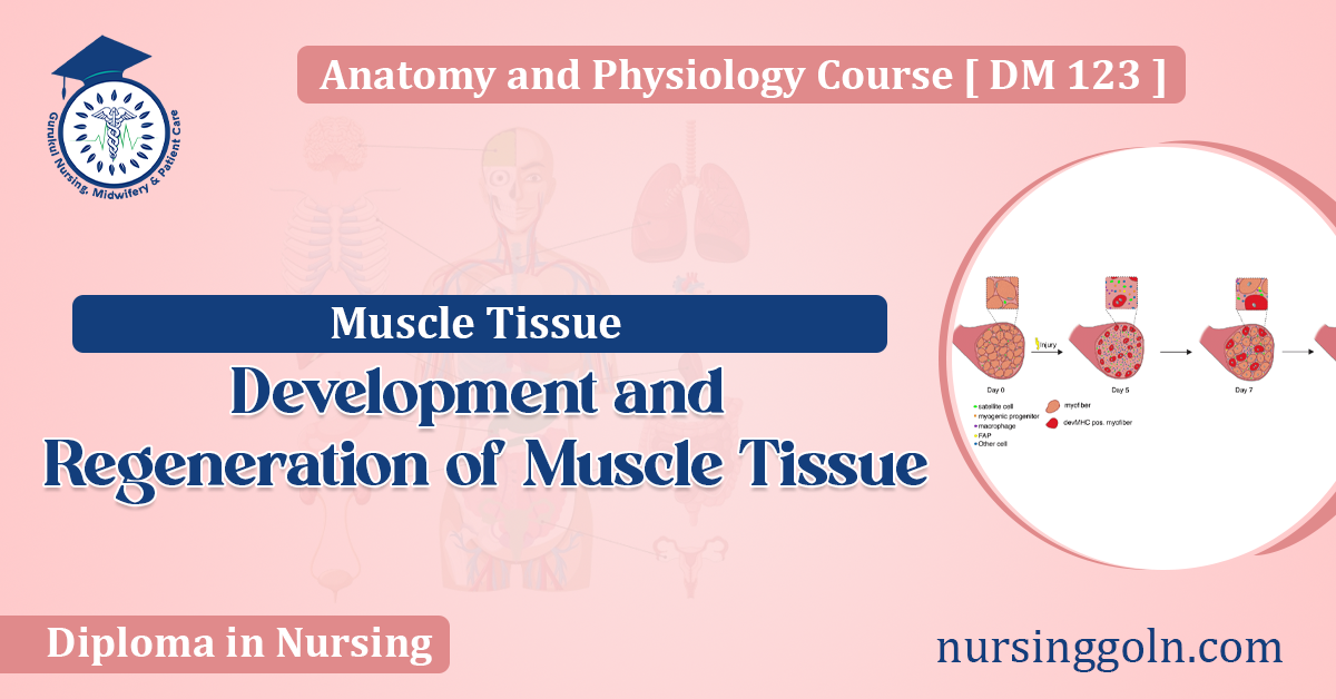 Development and Regeneration of Muscle Tissue