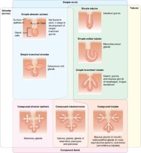 Different characteristics of glands of the body