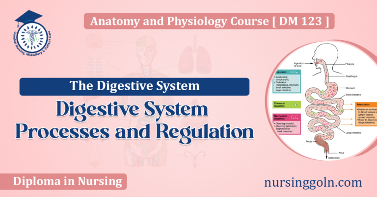 Digestive System Processes and Regulation