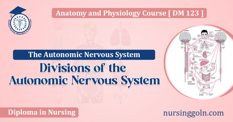 Divisions of the Autonomic Nervous System