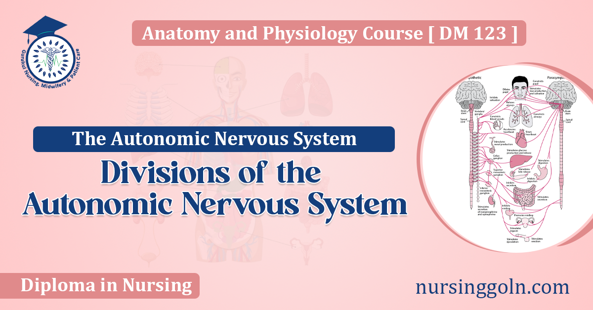 Divisions of the Autonomic Nervous System