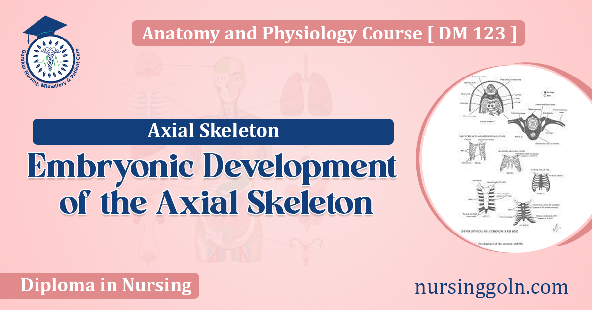 Embryonic Development of the Axial Skeleton