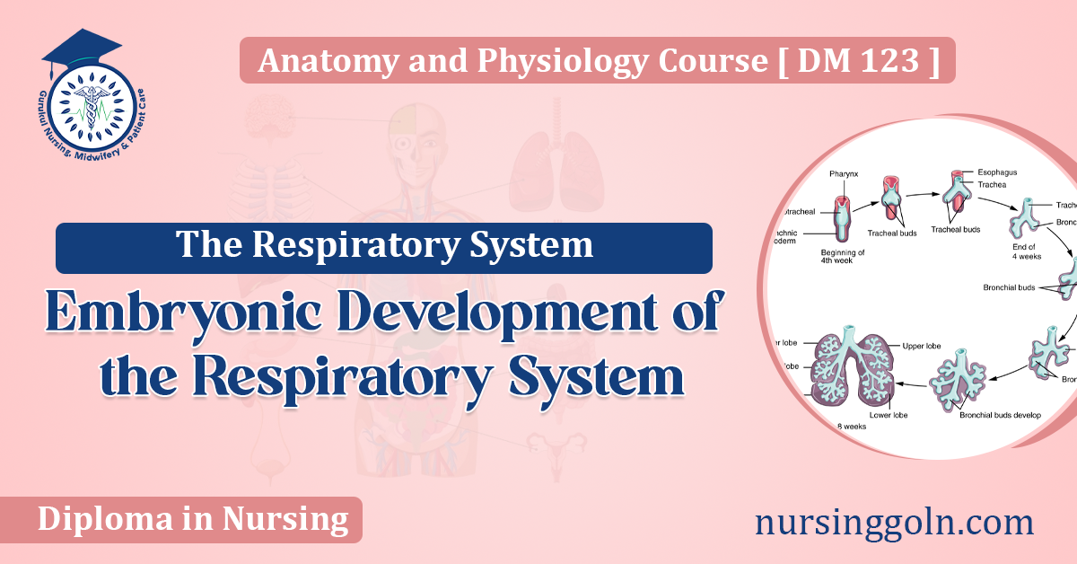 Embryonic Development of the Respiratory System