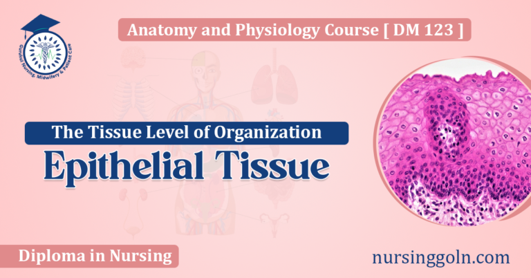 Epithelial Tissue: The Tissue Level of Organization