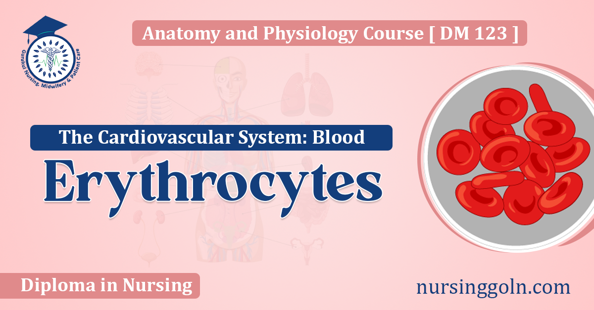 Blood Erythrocytes