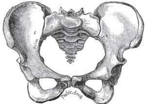 Female type pelvis