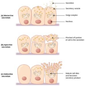 Forms of secretion in glandular tissue