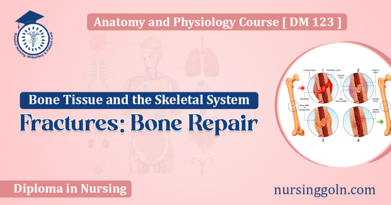 Fractures Bone Repair