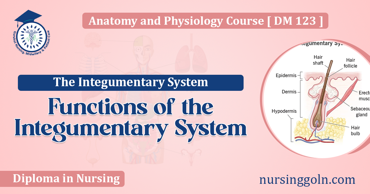 Functions of the Integumentary System