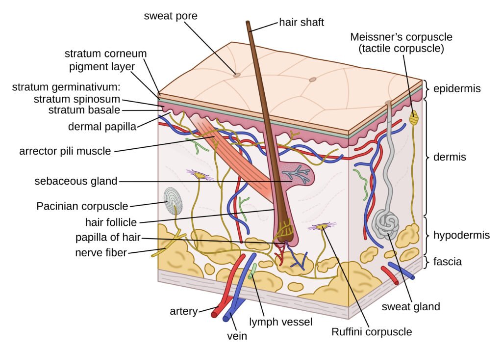 Injuries of the Integumentary System