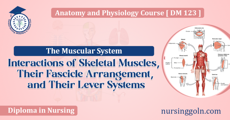 Interactions of Skeletal Muscles, Their Fascicle Arrangement, and Their Lever Systems