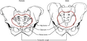 Male Female Pelvic Girdle