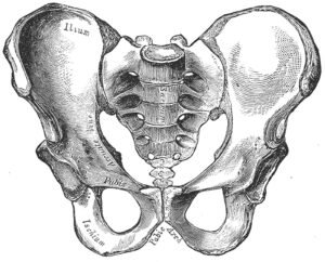 Male type pelvis