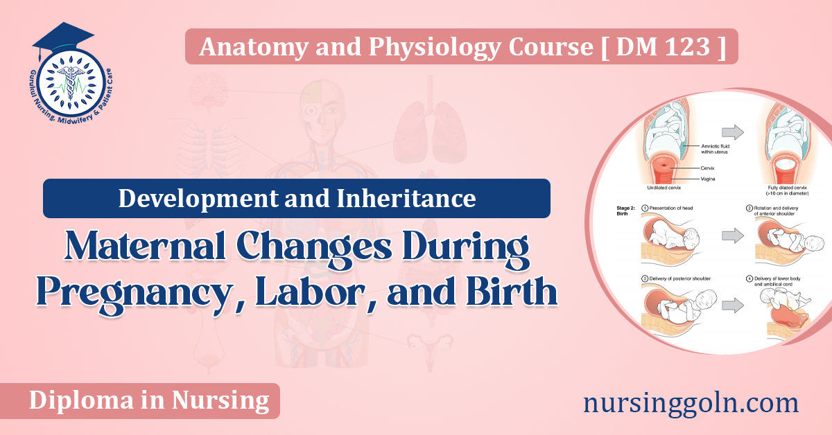 Maternal Changes During Pregnancy, Labor, and Birth