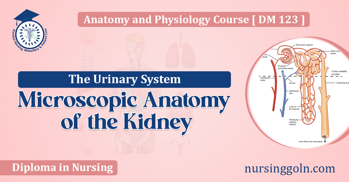 Microscopic Anatomy of the Kidney