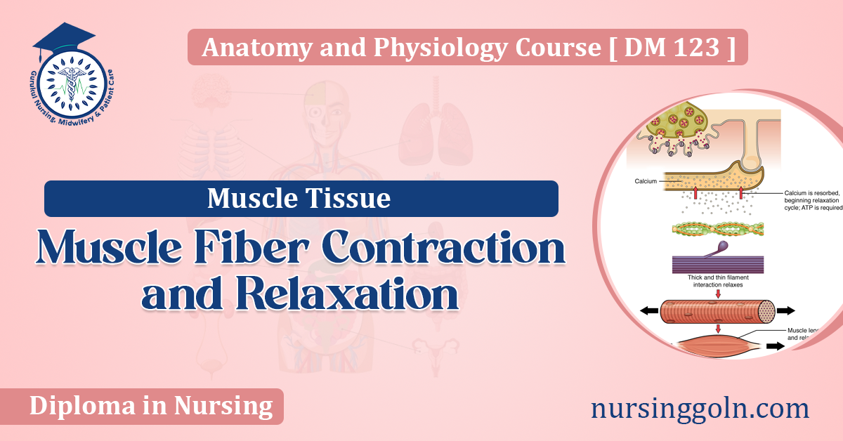 Muscle Fiber Contraction and Relaxation