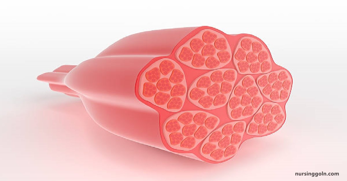 Overview of Muscle Tissues: Human Muscle Tissue