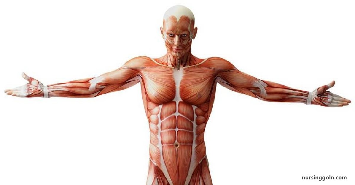 Skeletal Muscle: Human Muscle Tissue