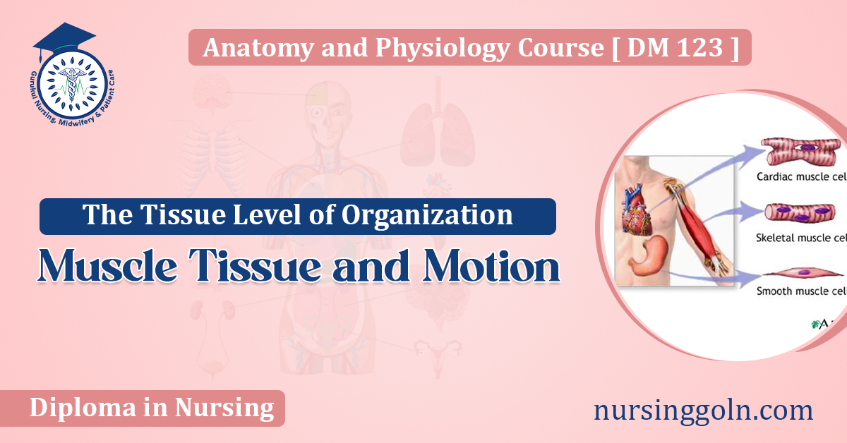 Muscle Tissue and Motion