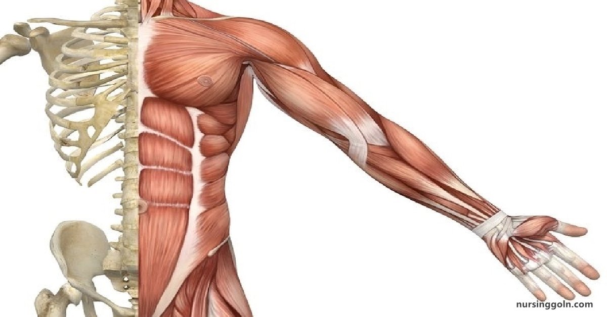 Skeletal Muscle: Human Muscle Tissue