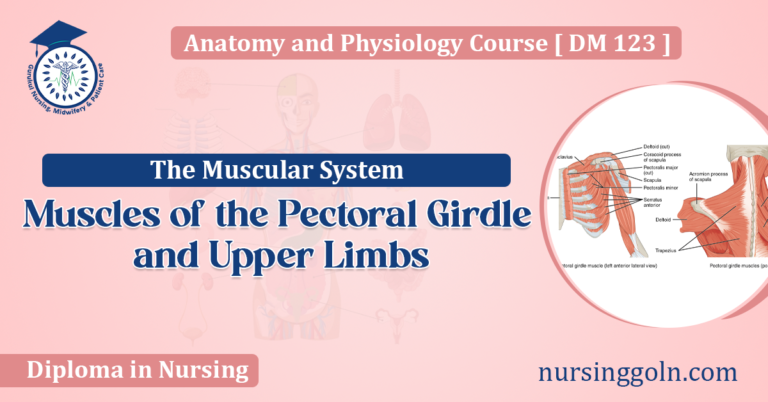 Muscles of the Pectoral Girdle and Upper Limbs