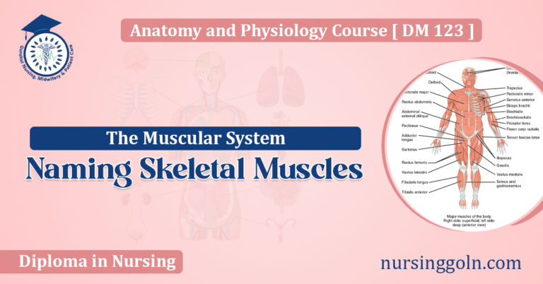 Naming Skeletal Muscles