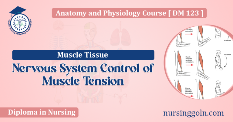 Nervous System Control of Muscle Tension
