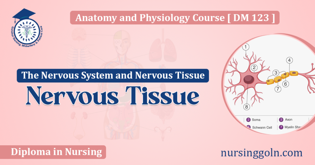 Nervous Tissue