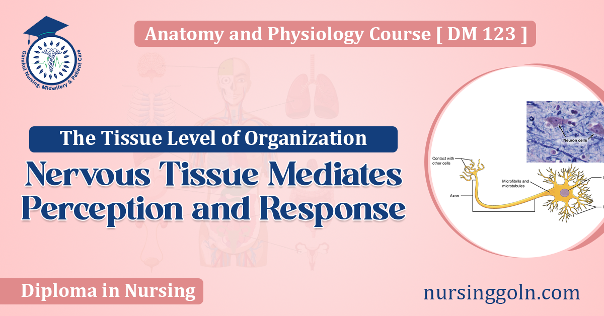 Nervous Tissue Mediates Perception and Response