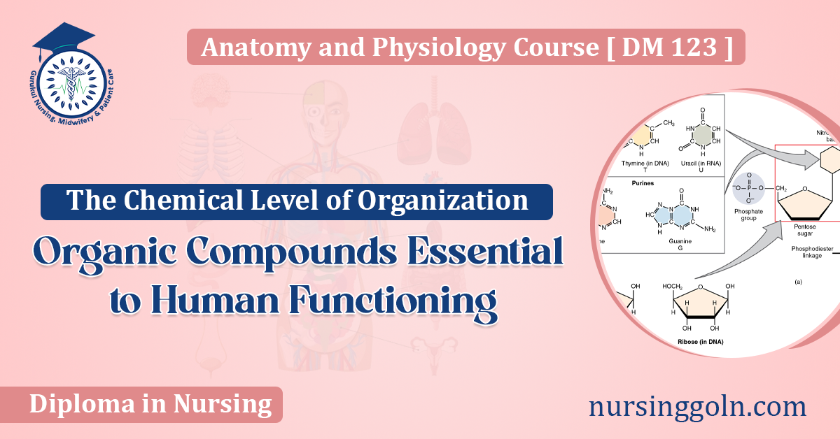 Organic Compounds Essential to Human Functioning