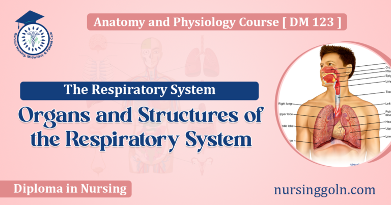 Organs and Structures of the Respiratory System