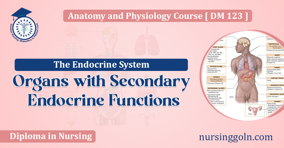 Organs with Secondary Endocrine Functions