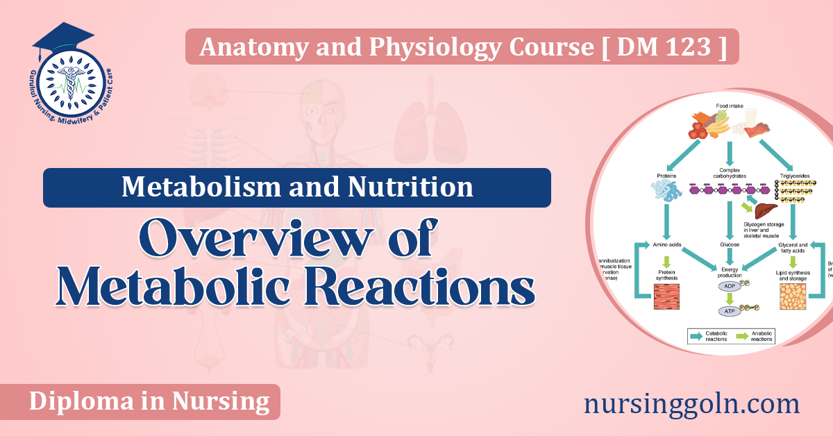 Overview of Metabolic Reactions