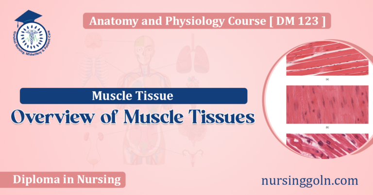 Overview of Muscle Tissues