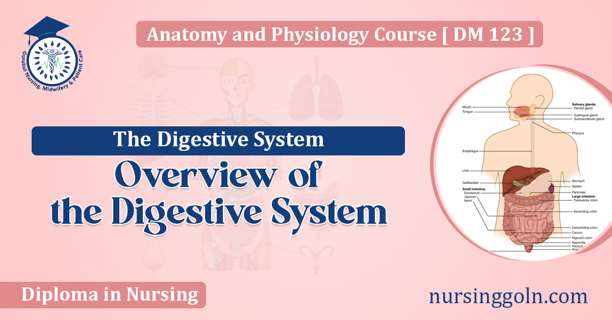 Overview of the Digestive System