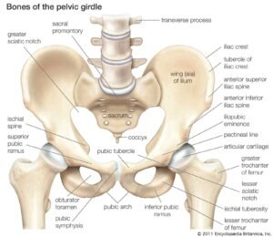 Pelvis