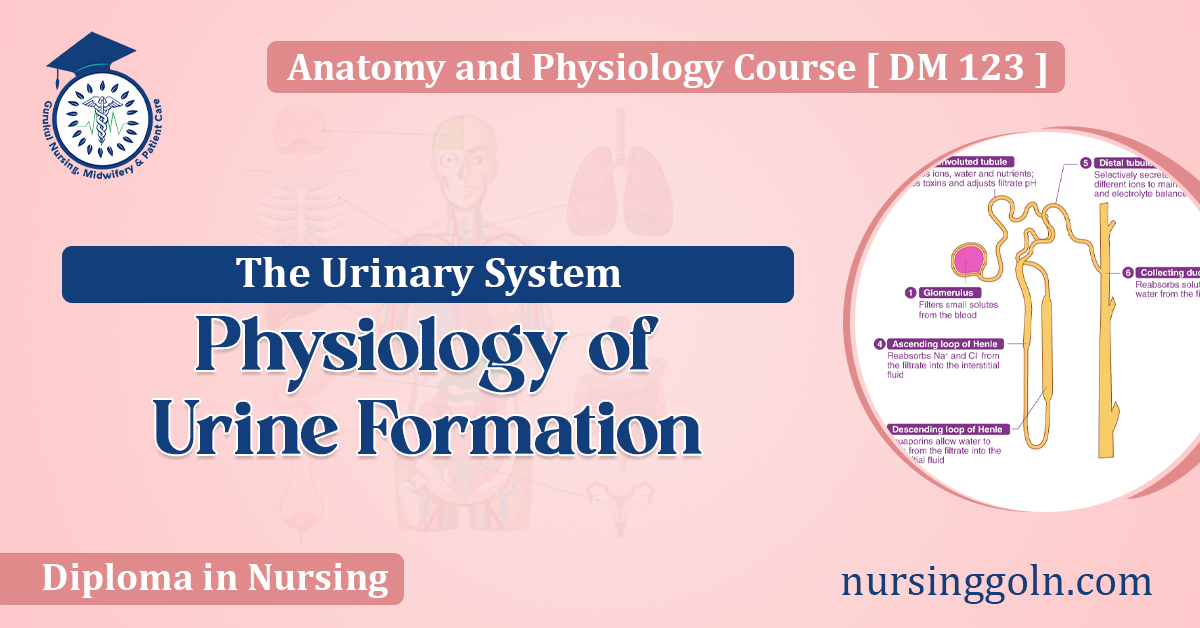 Physiology of Urine Formation