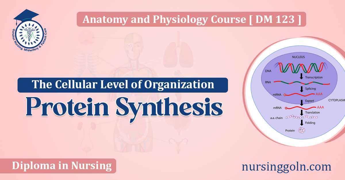 Protein Synthesis: The Cellular Level of Organization