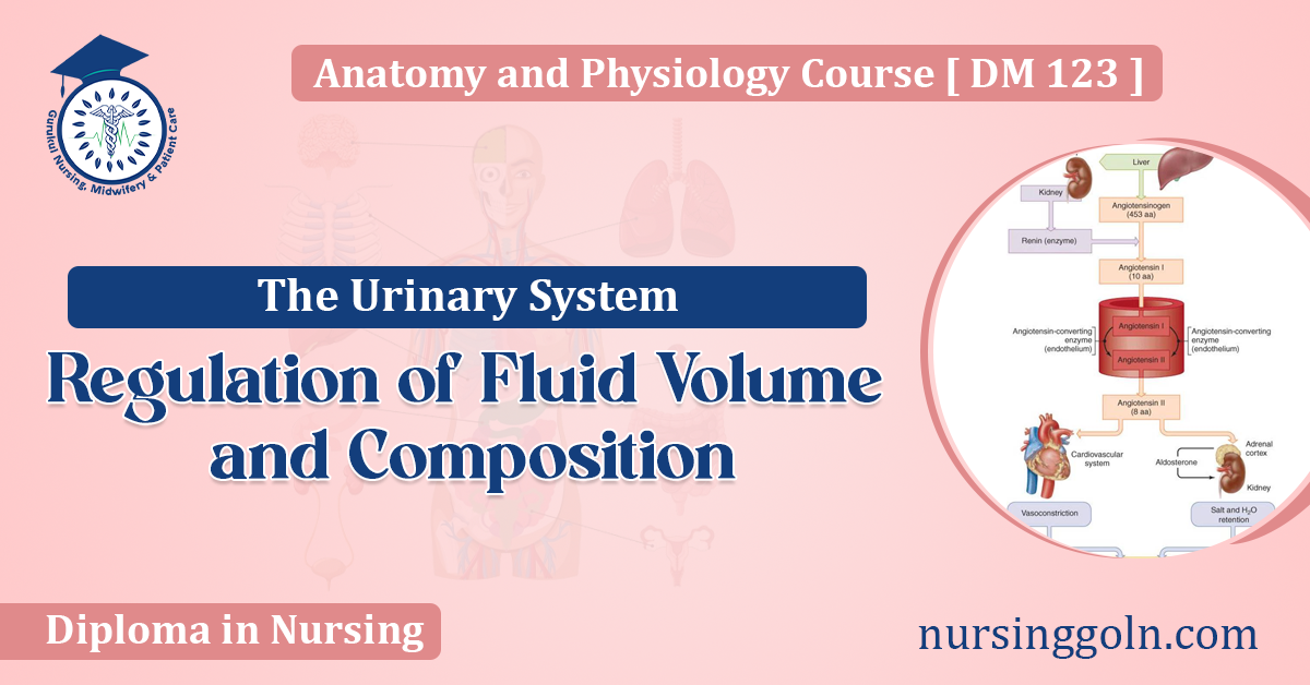 Regulation of Fluid Volume and Composition