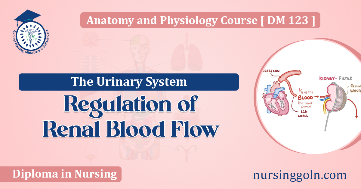 Regulation of Renal Blood Flow