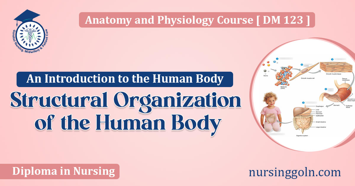 Structural Organization of the Human Body