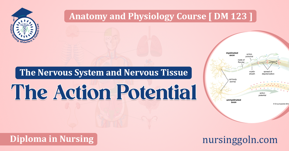 The Action Potential